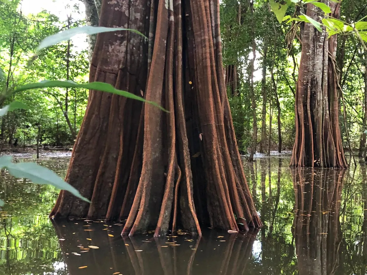 Buttressed tree trunks standing in the still water of the flooded forest