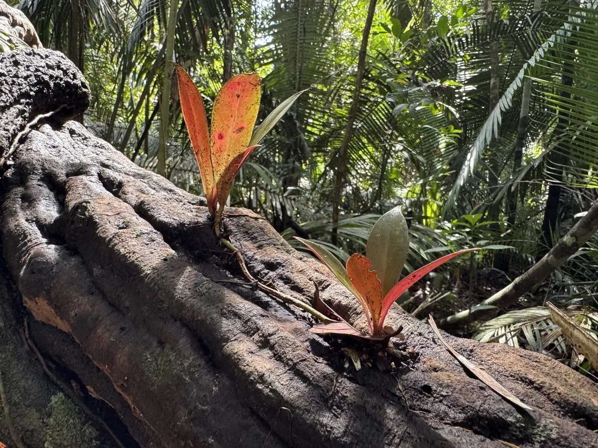 Young red-leaved seedlings sprouting from a fallen trunk on the forest floor