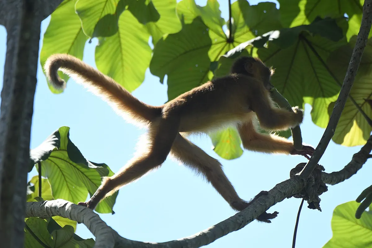 A spider monkey moving through the canopy above the flooded forest