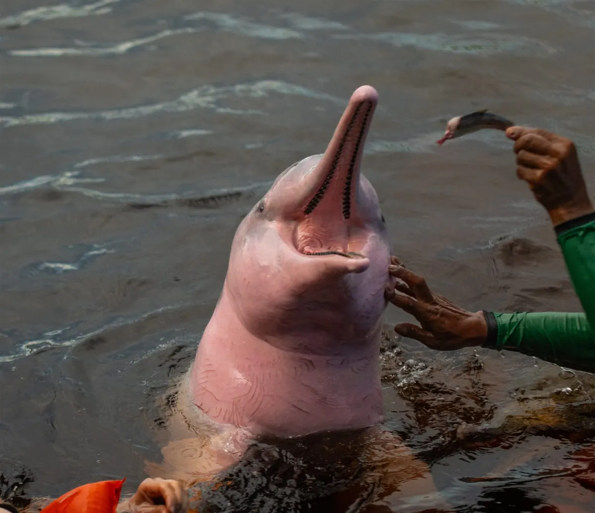 A pink river dolphin rising out of the Rio Negro beside a local guide