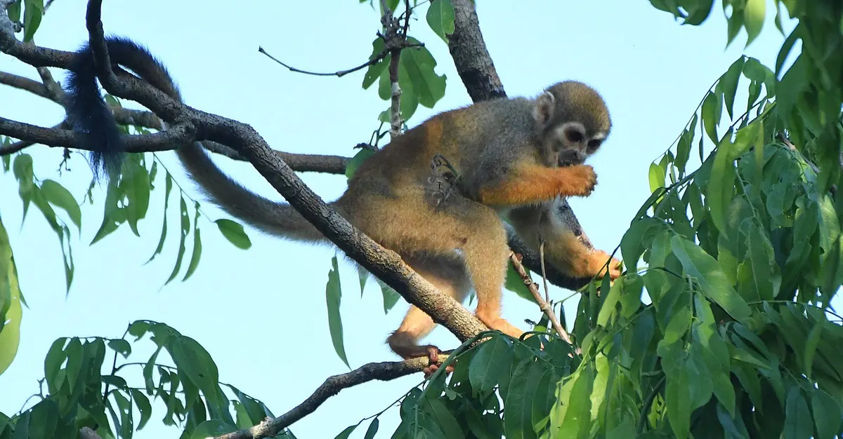 Squirrel monkey feeding on a branch in the forest canopy