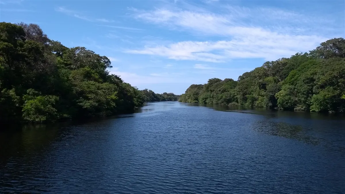 A wide bend of the Rio Negro framed by dense rainforest under a clear sky